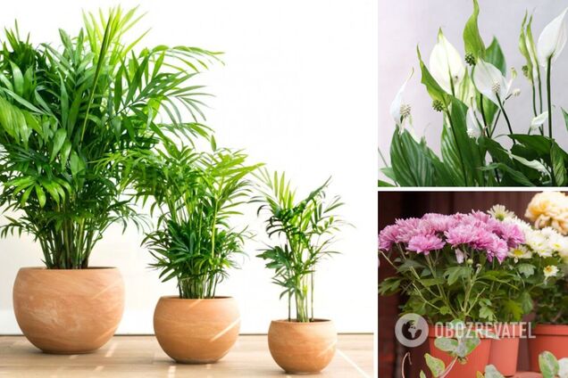 Лучшие комнатные растения, очищающие воздух, по версии NASA: они спасут даже в космосе