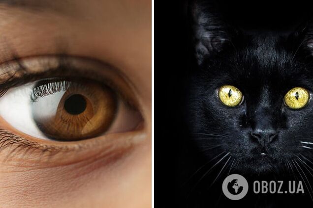 Ученые научились 'включать' ночное видение у людей: как это работает