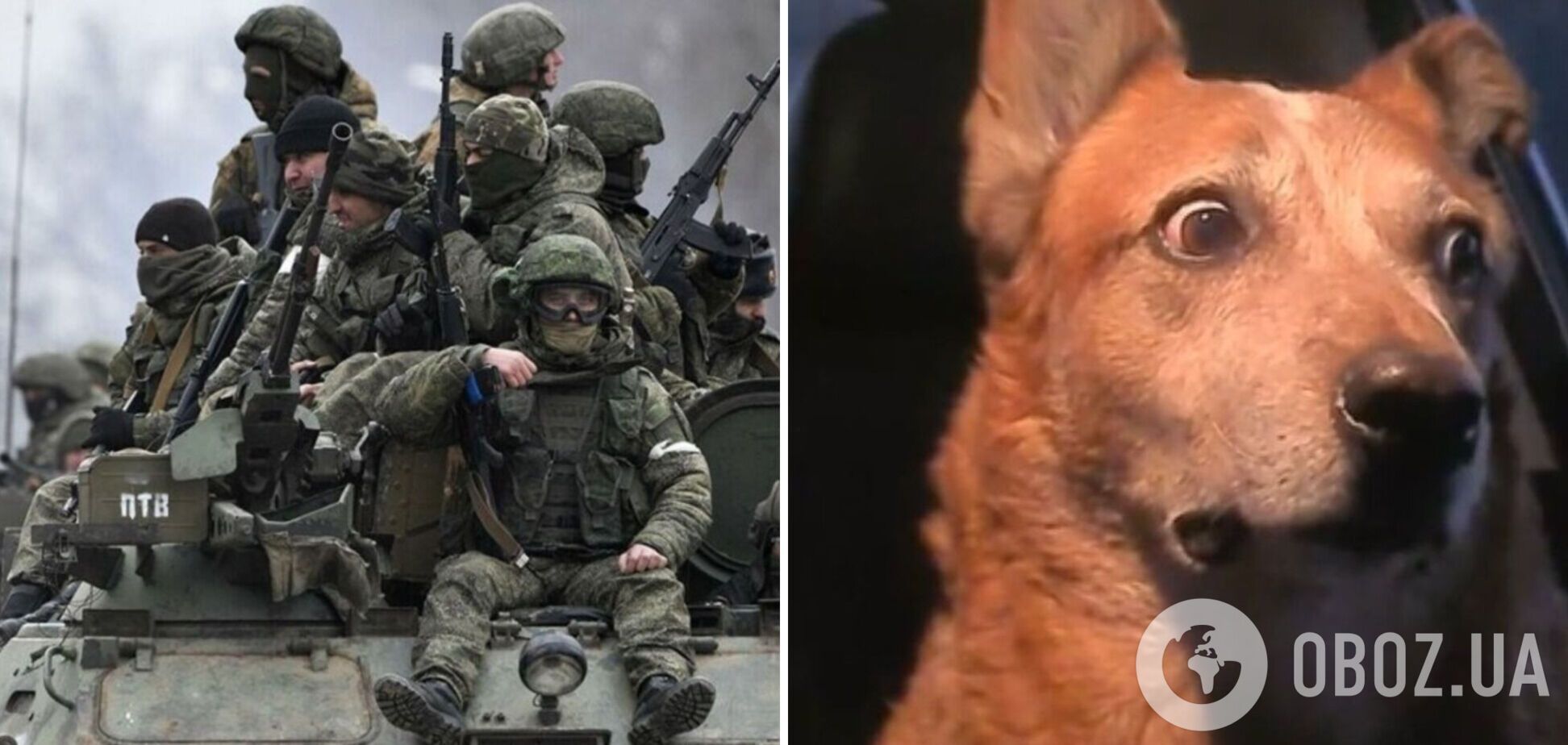 В России для оккупантов собирают собачью шерсть