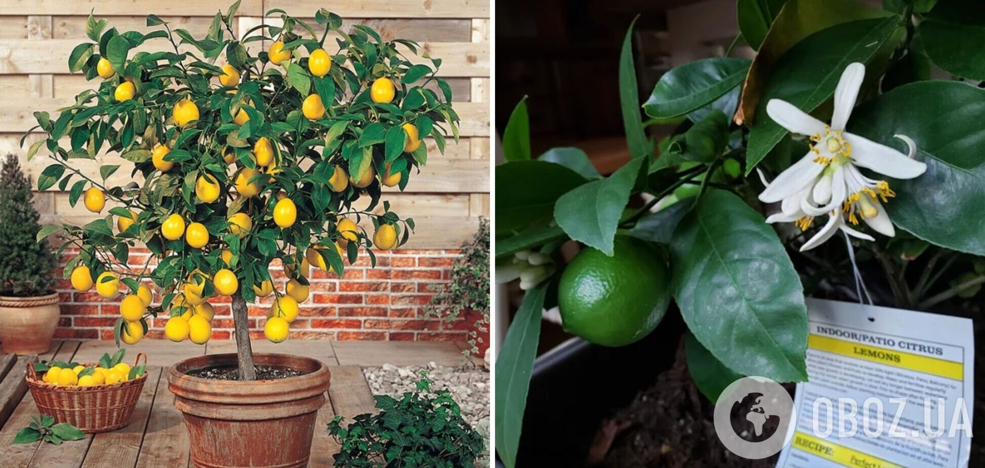 Як виростити лимонне дерево із кісточки вдома: це простіше, ніж здається