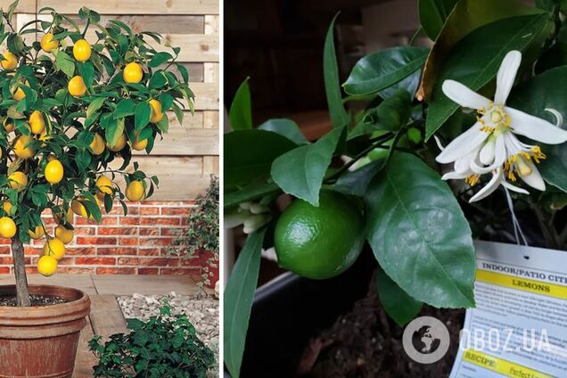 Как вырастить лимонное дерево из косточки дома: это проще, чем кажется