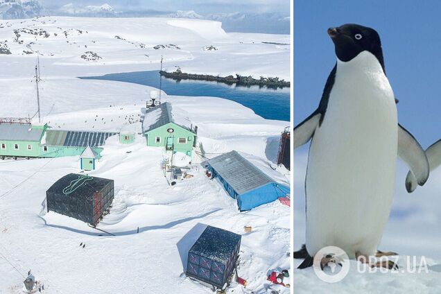 Станцию 'Академик Вернадский' замело рекордным количеством снега: пингвины гуляют по крыше. Фото