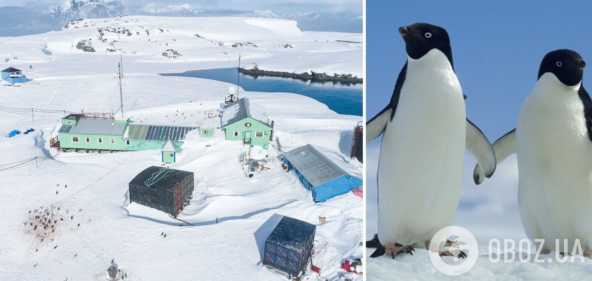Станцию 'Академик Вернадский' замело рекордным количеством снега: пингвины гуляют по крыше. Фото