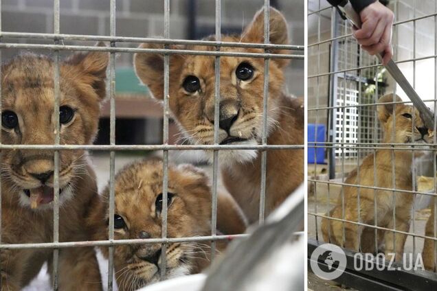 Чотирьох левенят-сиріт, яких врятували в Україні, відправили до США. Фото