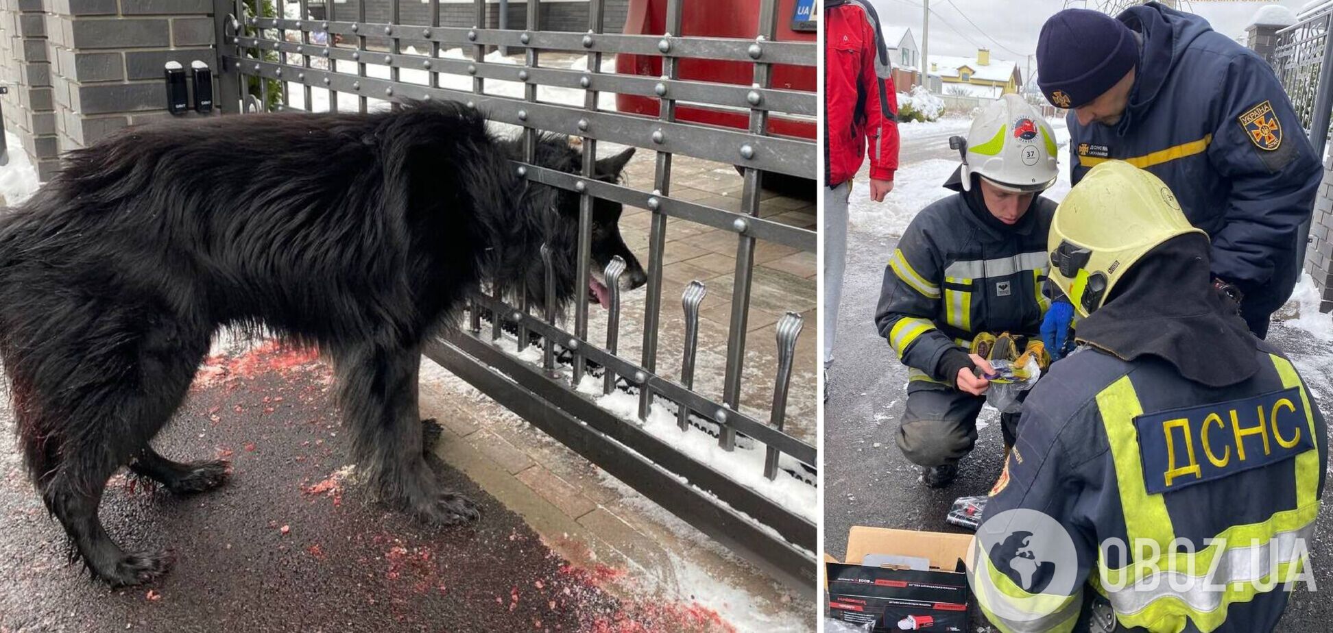 Спасатели помогли собаке