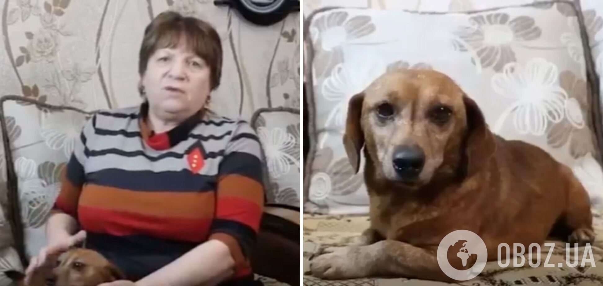Російський 'мобік' відправив матері в Башкортостан собаку, вкрадену на Запоріжжі: та назвала пса Zетом. Відео