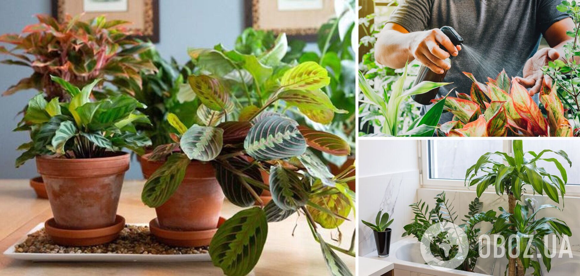 Как повысить влажность для комнатных растений, чтобы защитить от отопления
