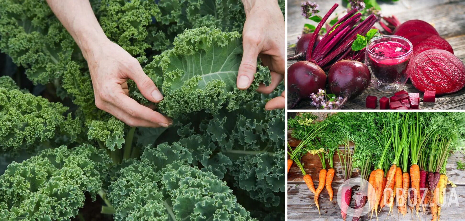 Топ-6 овощей, которые помогут избавиться от жира на животе