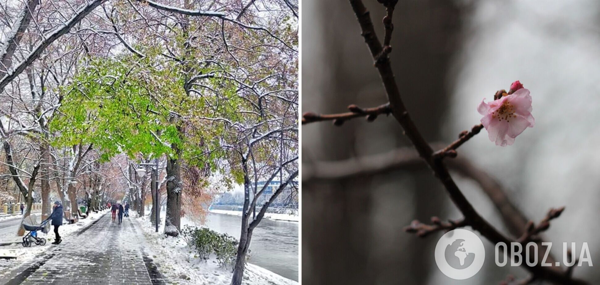 На Закарпатье в декабре зазеленела липа и зацвела сирень: фото природной аномалии