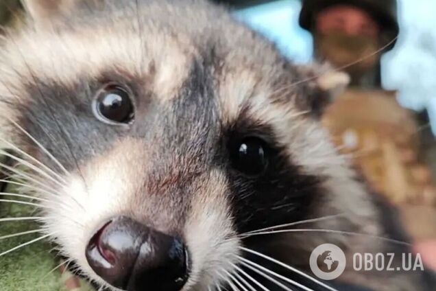 'Всех своих вернем домой': в Херсоне появилось граффити, посвященное похищенному оккупантами еноту. Фото