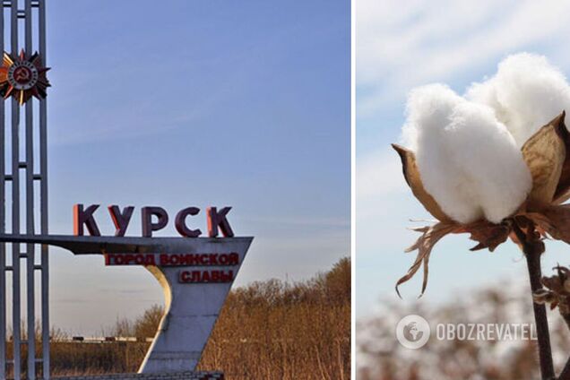 У Курській області була бавовна