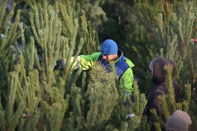 Деревья продают на специальных базарах