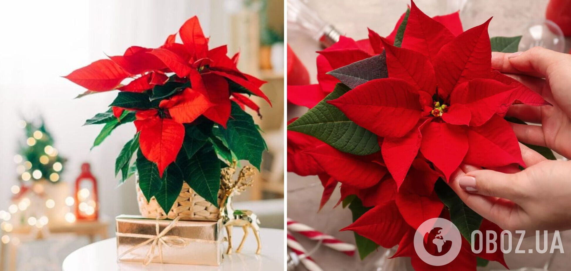 Эти ошибки могут убить вашу 'рождественскую звезду': как правильно ухаживать за пуансеттией