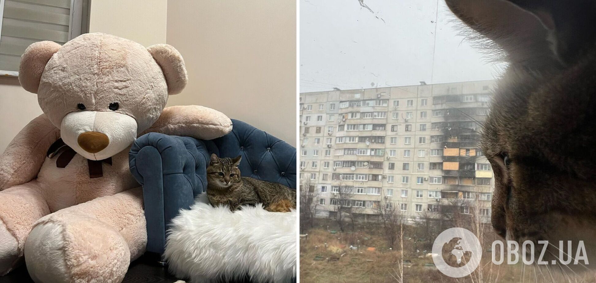 Кіт-блогер Степан, який збирав у Європі гроші для України, повернувся додому до Харкова. Фото