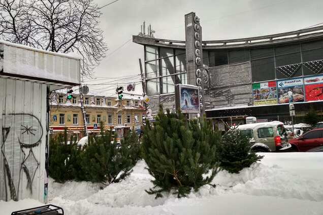 В середине декабря в столице начнут официально продавать елки