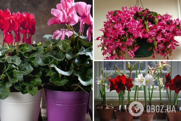 Погибнут через несколько дней: какие комнатные растения запрещено ставить на подоконник