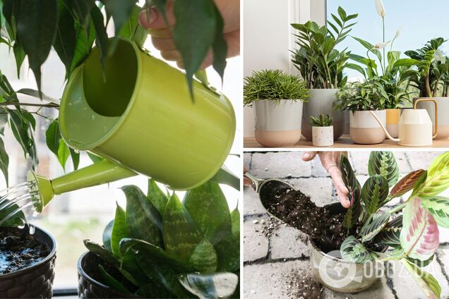 Як дізнатися, що саме час поливати кімнатну рослину: прості поради про складне