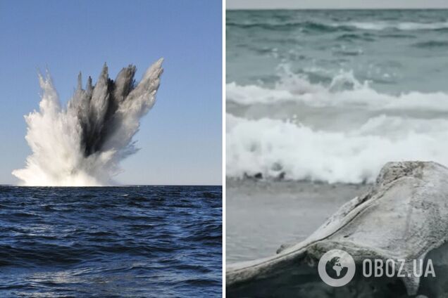 Війна Росії в Україні призводить до загибелі дельфінів