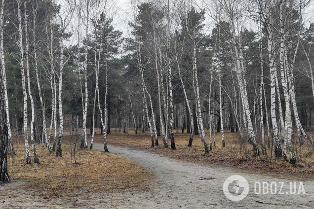 Осадков синоптики не прогнозируют