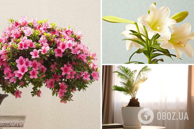 Настоящие 'вампиры': какие комнатные цветы способны ухудшить самочувствие