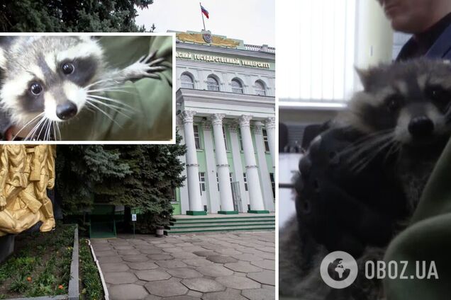 Окупанти зарахували вкраденого в Херсоні єнота до Мелітопольського університету і видали заліковку. Відео