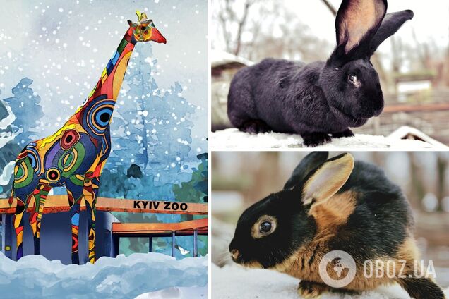 У КиївЗоо працює експозиція з найнезвичнішими породами кроликів