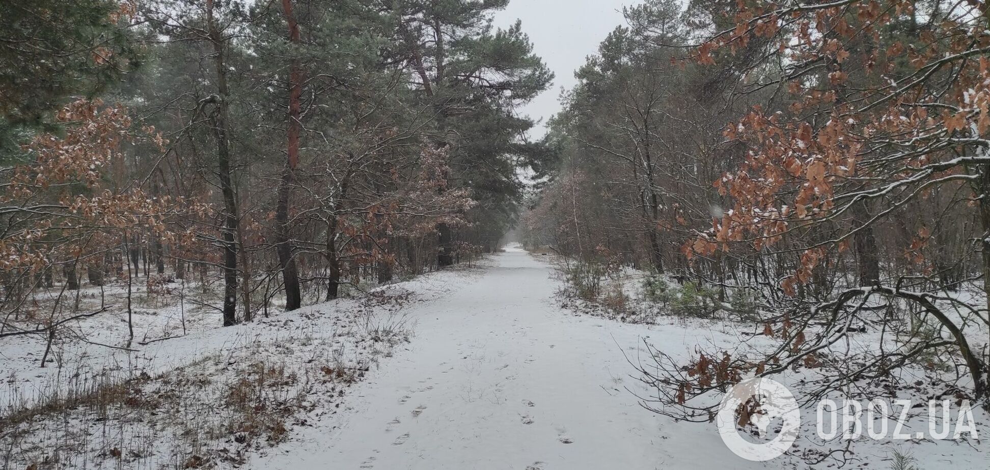 Осадков синоптики не прогнозируют