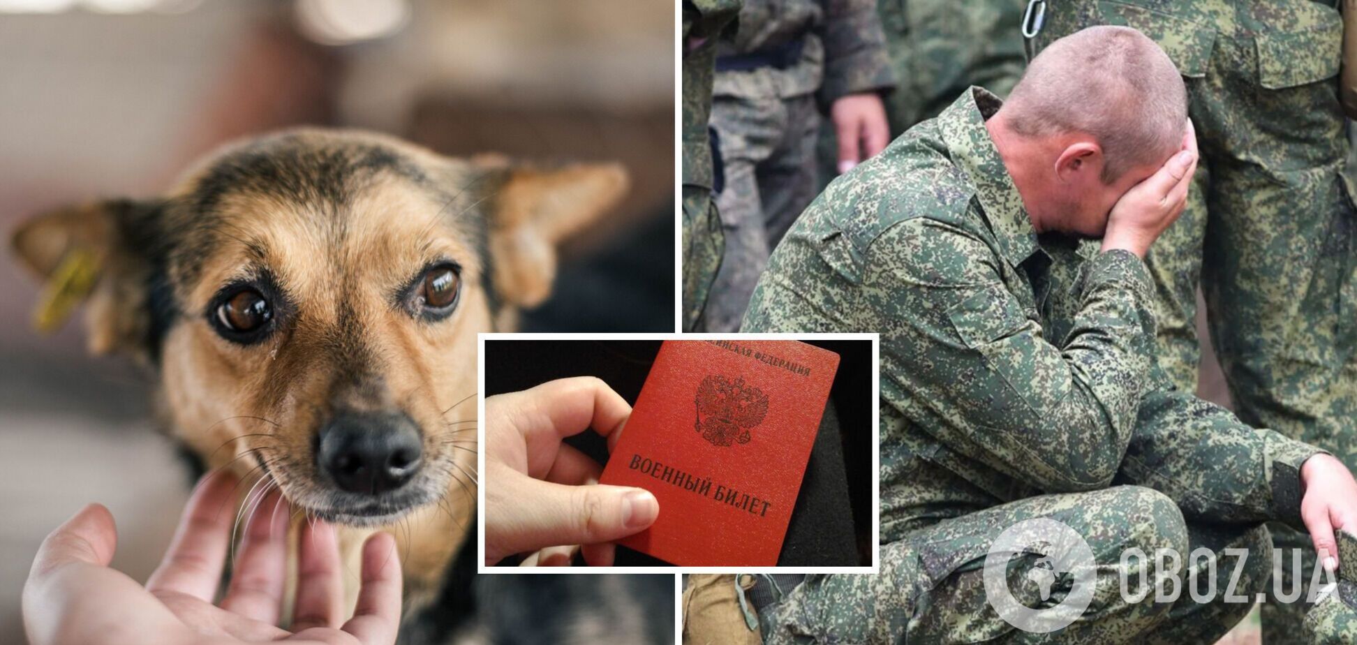 Российский депутат предложил 'мобилизировать' собак, чтобы они 'подрывали танки'