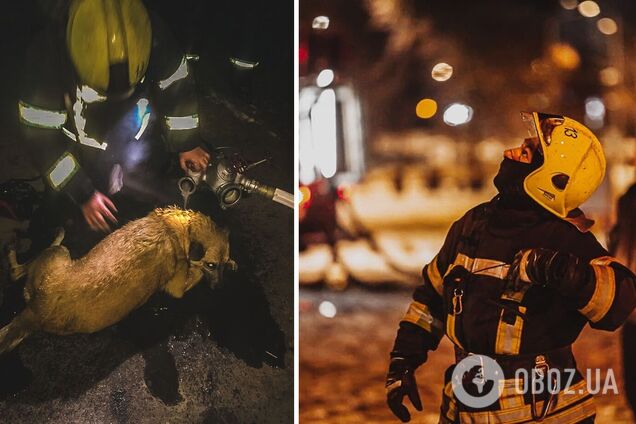 Бойцы ГСЧС спасли собаку