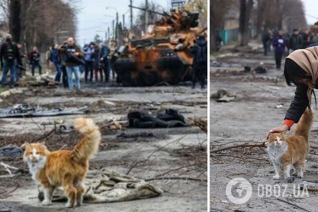 Стало відомо, хто з українських зірок виявився господарем рудого котика, який позував на фото зі зруйнованої Бучі