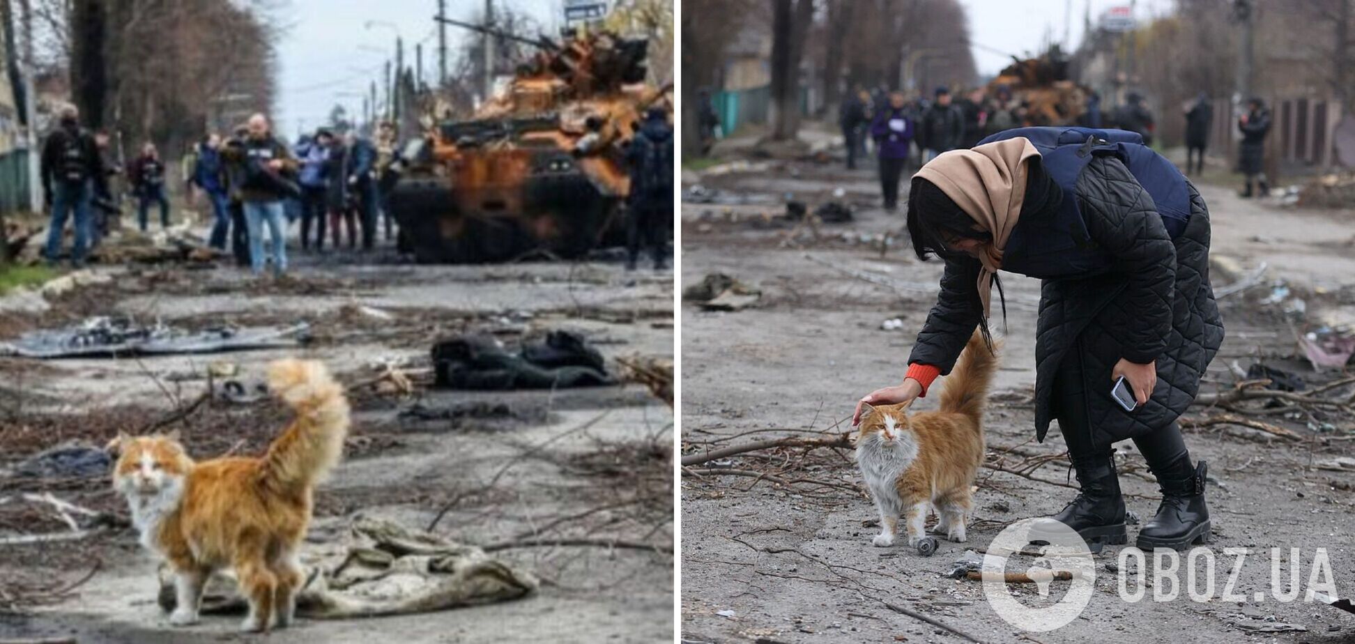 Стало відомо, хто з українських зірок виявився господарем рудого котика, який позував на фото зі зруйнованої Бучі