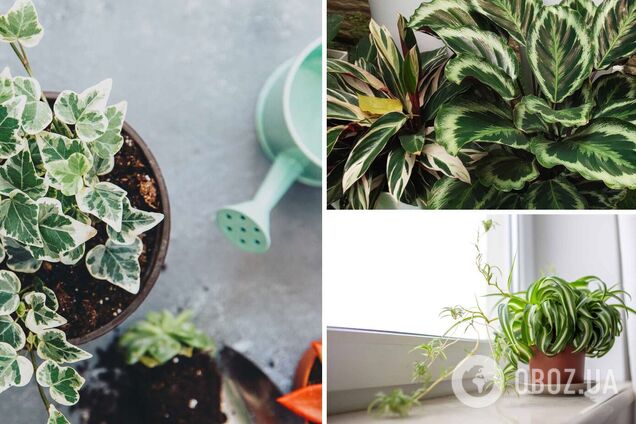 Топ-8 комнатных растений, которые помогут избавиться от конденсата на окнах