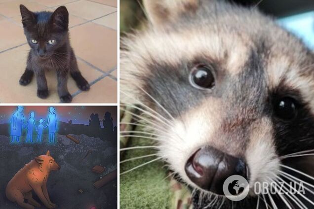 Пухнастики в умовах війни: підбірка тварин, про яких у 2022 році дізналася вся Україна