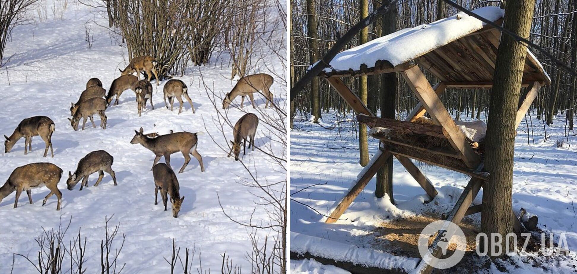 Как дикие животные приспособились к зимним холодам: самые эффективные способы выжить