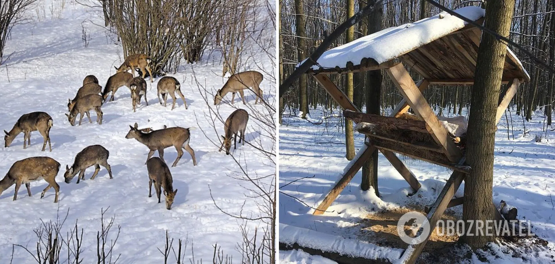 Як дикі тварини пристосувались до зимових холодів: найефективніші способи вижити