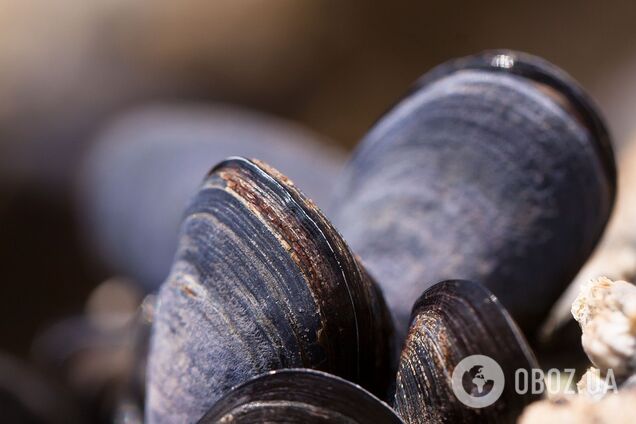 Вчені знайшли молюска, який вважався вимерлим 40 тисяч років тому