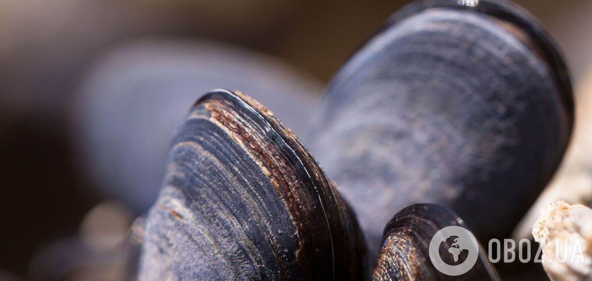 Ученые нашли моллюска, который считался вымершим 40 тысяч лет назад