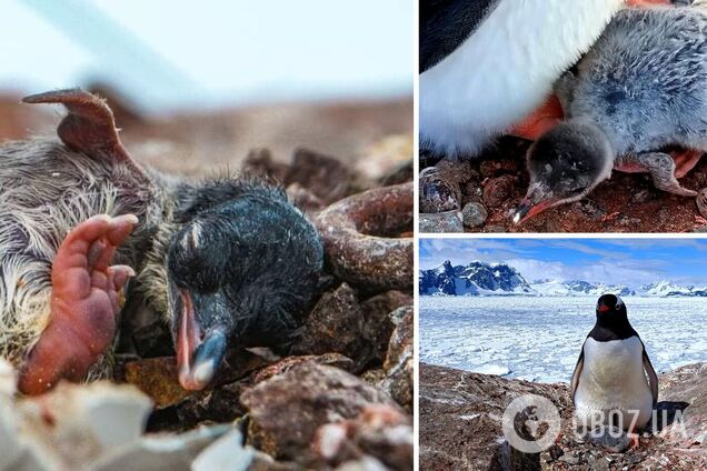 Біля станції 'Академік Вернадський' розпочався 'пінгві-бум': науковці показали перше пташеня. Фото 