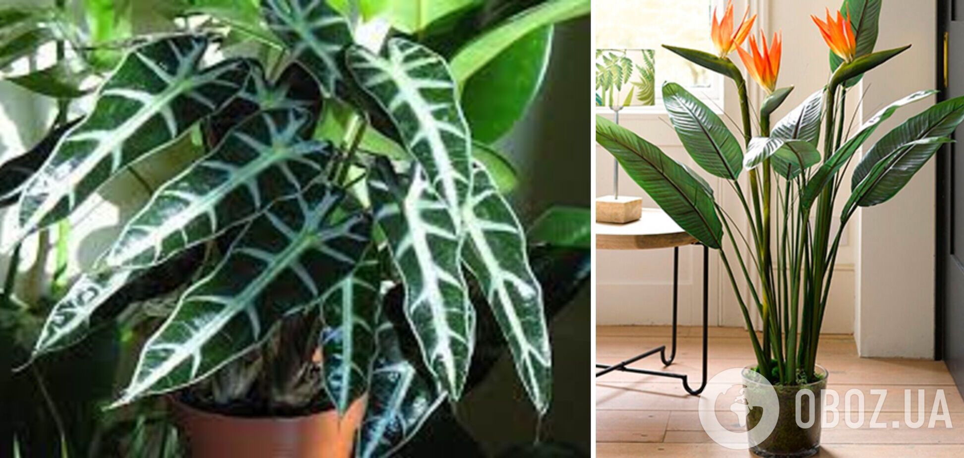 Названо найтрендовіші кімнатні рослини 2023 року