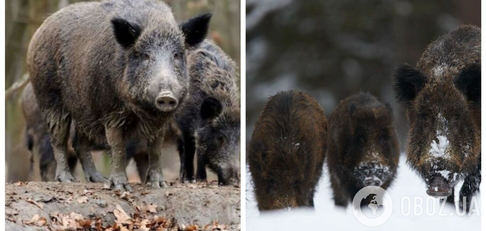 У Моршині стадо диких кабанів вибігло на дорогу: у мережі з'явилося відео