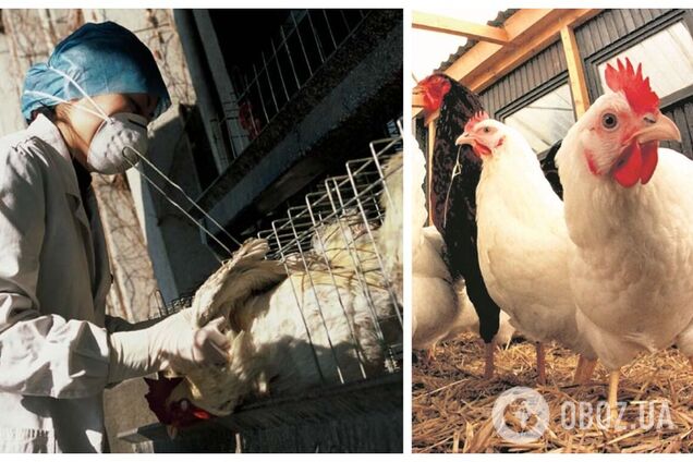 В Нидерландах на ферме произошла вспышка птичьего гриппа: уничтожат 168 тыс. цыплят