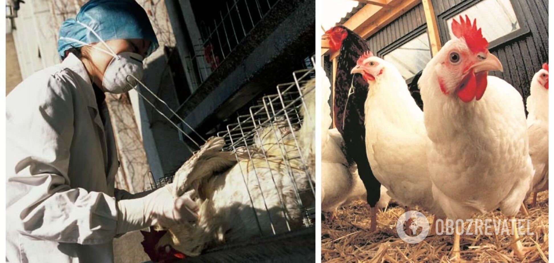 У Нідерландах на фермі стався спалах пташиного грипу: знищать 168 тис. курчат