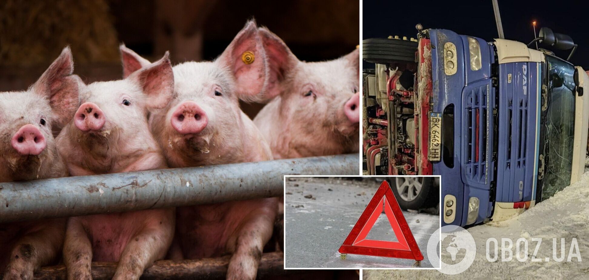 На Тернопільщині перекинулася фура з десятками свиней. Фото