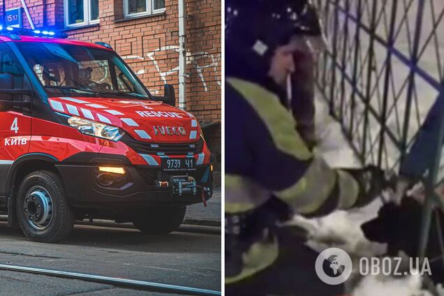 Голова собаки застрягла в паркані