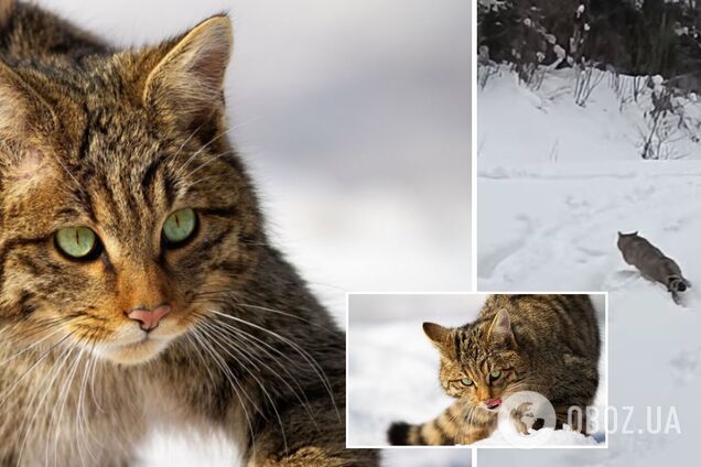 На Львовщине заметили редкостного лесного кота из Красной книги. Видео