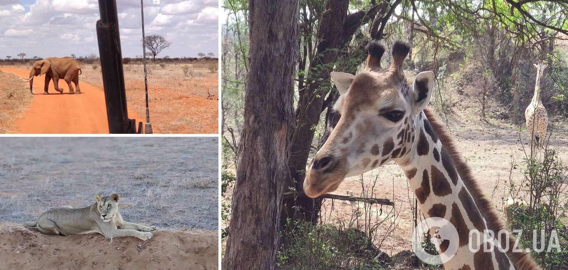 Кенія, в яку легко закохатися: історія подорожі