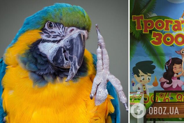 Попугай сбежал из контактного зоопарка