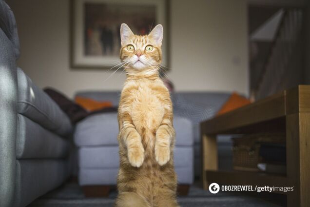 Очеловечивать кота опасно, но хату на него переписать можно