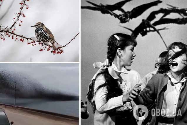 Мурмурація шпаків як у Птахах Хічкока потрапила на відео