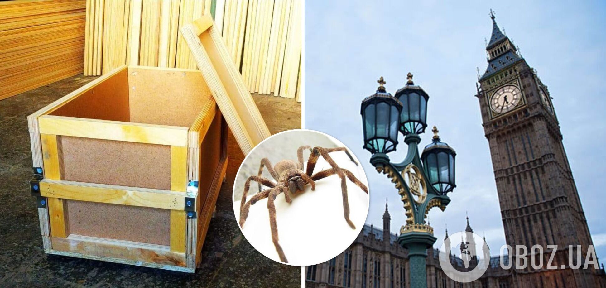 Самого большого паука в мире обнаружили в Великобритании: размах его ног достигает 30 см. Фото